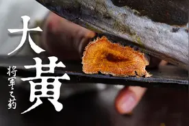 中药炮制 大黄 将军之药 泻药猛如虎