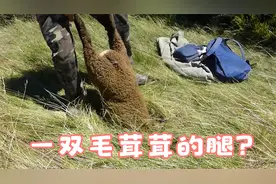 洞中传出“异响”，男子伸手一拉！竟然拉出一双毛茸茸的大腿！视频封面