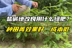盐碱地改良用什么绿肥？试试田菁，成本低、种植简单，适应性强