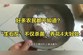 好多农民都不知道？“生石灰”不仅能杀菌，拿来养花好处太多视频封面