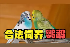 关于合法饲养鹦鹉的相关解释视频封面