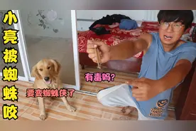 小亮被一只特大号蜘蛛咬伤手，感觉麻麻的，这啥品种蜘蛛难道有毒视频封面