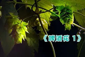 啤酒花的作用是什么，为什么啤酒花被称为酒之灵魂？视频封面