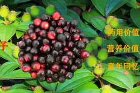 农村捻子果快成熟了，它的真实作用和价值你真的了解吗？视频封面