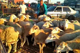 羊集里成交20只小尾寒羊大母羊2550一只，羊挺好但价格也真够贵的视频封面