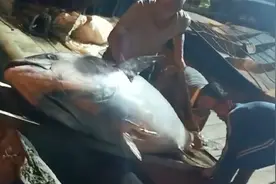 三亚渔民休渔期前捕获近700斤超大蓝鳍金枪鱼，买家：10万元买下视频封面