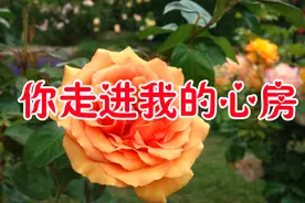 新歌！《你走进我的心房》望着你转身离去，爱你的心痛得直发抖