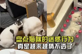 盘点猫咪的迷惑行为！猝不及防啃同类屁股，真是越来越猜不透了视频封面