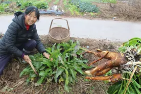 这植物长得像菠菜，农村人称“牛大黄”，它的用途你知道？了解下