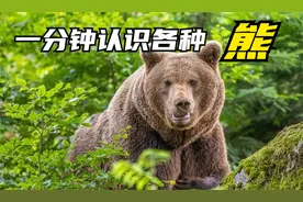 一分钟认识各种可爱的熊熊，你认识几个