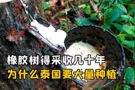 橡胶树得采收几十年，为什么泰国还要大量种植？速度那么慢划算吗