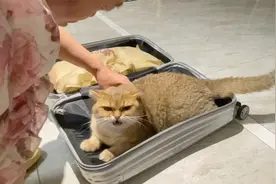 老妈收拾行李箱要走，4只猫挨个钻箱里赖着，一说就顶嘴被惯坏了