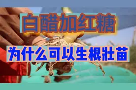 白醋加红糖为什么可能生根壮苗？