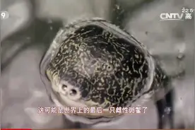 欲哭无泪！斑鳖物种宣告灭亡？全球已知存活的斑鳖只剩最后3只！视频封面