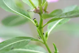 开花的长春花出现蚂蚁，怎么办？用它一喷，快速解决视频封面