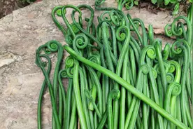 蕨菜中的极品！苦蕨菜别说吃过可能见过的人都很少