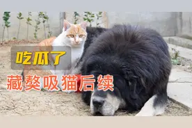 吃瓜了吃瓜了，藏獒吸猫后续来了！视频封面