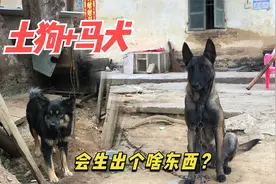堂哥的马犬发情，被隔壁家的四眼土狗偷配，土狗配马犬会怎么样？