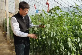 菜农种这类辣椒，品质好亩产15000斤，一斤多卖6毛钱要发财视频封面