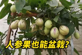 人参果在家也能轻松盆栽，挂果量超级多，一次种植常年收获视频封面