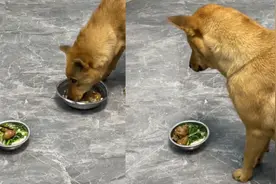 主人试探狗狗夹走一块肉，狗子叼更大块肉给主人，随后一幕太感动