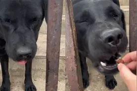 女生投喂狗狗时夸它，兴奋得狗狗直跺脚：我是全世界最棒的狗狗