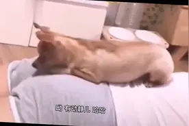 搞笑视频：然后了回来了，你还上哪儿也去了啊啊你这在哪买的毛衣视频封面