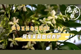 风车茉莉是茉莉吗？花墙首选植物！风车茉莉如何养护？