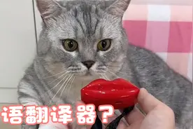 有了这个实时猫语翻译器、我真的能跟我家猫无障碍交流了也！