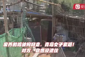 家养的鸡被狗叼走，青岛女子索赔！对方：你也没逮住视频封面