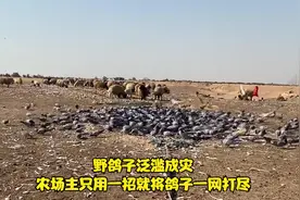 野鸽子泛滥成灾，农场主只用一招就将鸽子一网打尽视频封面