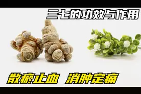 三七的功效与作用，散瘀止血、消肿定痛。视频封面