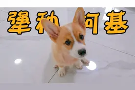 为了制止我家柯基钻人裤裆，我和狗子对骂半天，结果我输了视频封面