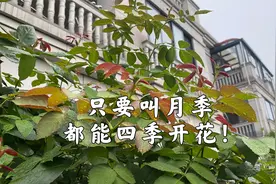 藤本月季四季开花，连粉龙也可以轻松做到，一年开一次那是蔷薇！视频封面