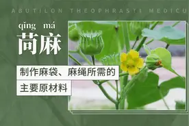 苘麻——制作麻袋、麻绳所需的主要原材料