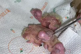 0天手养鹦鹉有多难？最怕鹦鹉嗉囊炎胀气，这样轻松解决