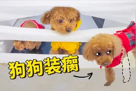 主人教3只泰迪学跳高，学渣狗狗居然装瘸逃避，成精了？视频封面