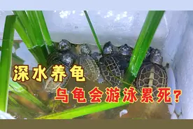 深水养龟，乌龟会一直游泳不停而淹死？杞人忧龟的思维真要不得