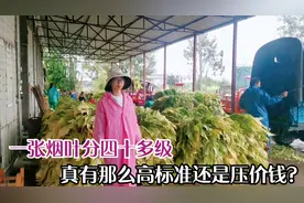 最暴利烟草一张烟叶分四十级，种前会签合同，烟叶私人贩卖犯法