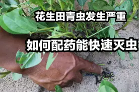 河南花生田青虫大量发生，一线农技人员为您分享高效杀虫配方！视频封面