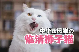 临清狮子猫，中华田园猫的颜值巅峰，吊打布偶，你觉得有问题吗？