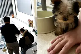 老公提前买好狗狗送惊喜，老婆回家后惊喜无比，两人对话网友慕了视频封面