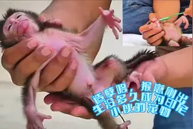 动物世界·猴崽刚出生没多久成为印尼小伙的宠物，造孽咯视频封面