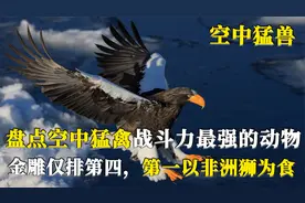 空中战力最强10种鸟，金雕仅第4，真正的“空中霸主”你见过吗？