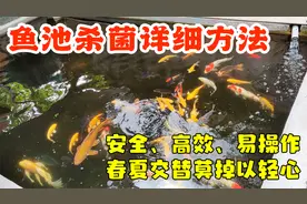 鱼池杀菌详细方法演示，安全高效易操作，春夏交替莫掉以轻心