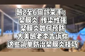 鹅2至6周龄杀手：浆膜炎，传染性强，浆膜炎如何预防