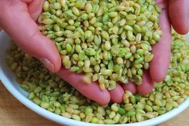 麦仁这样做太香了，口味独特清香，营养丰富，对身体益处多