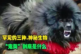 罕见的三种神秘生物，“鬼獒”到底是什么？视频封面