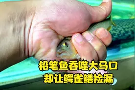 铅笔鱼一口吞下大马口，结果又给吐了出来，却让鳄雀鳝捡了漏