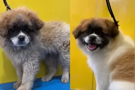 大爷带爱狗去洗澡，洗完后懵了瞅半天不敢认，大爷：让我缓缓视频封面